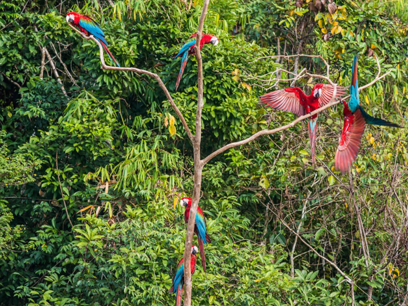 Amazon Rainforest Peru - OROKO Travel