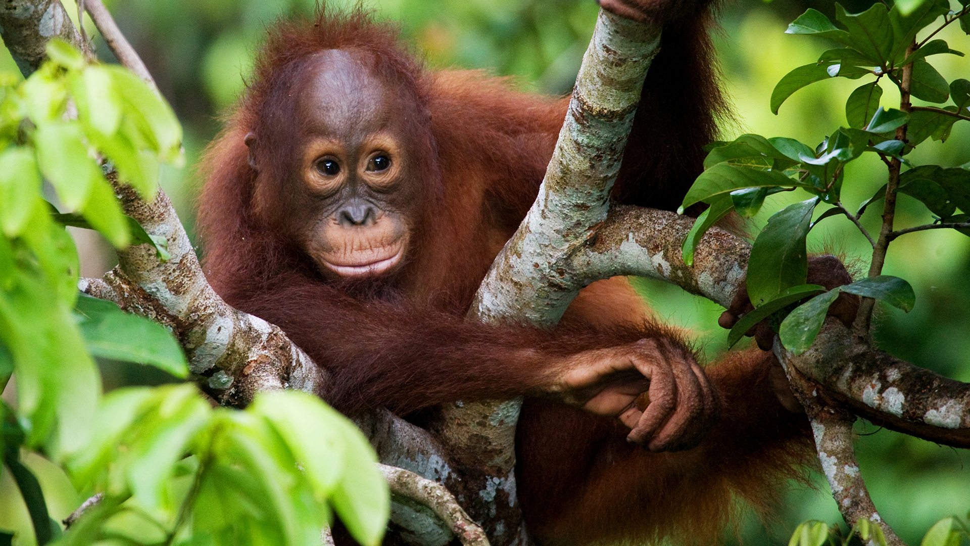 Luxury Holidays to Borneo | Southeast Asia | orokotravel.ie