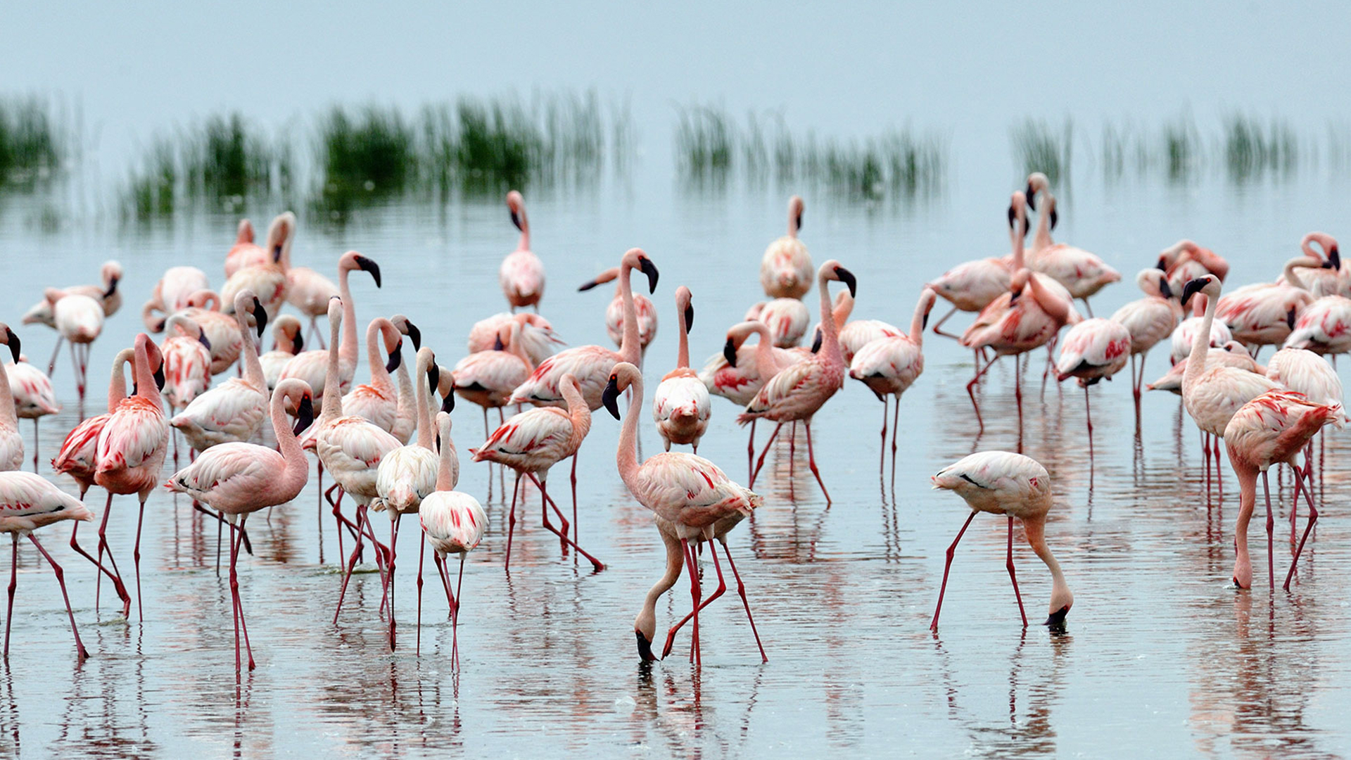 Flamingos Kenya - OROKO Travel