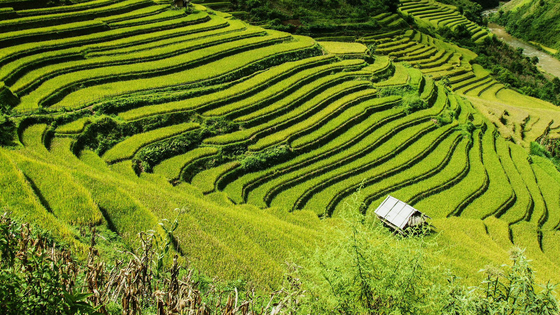  Rice Fields Bali  OROKO Travel