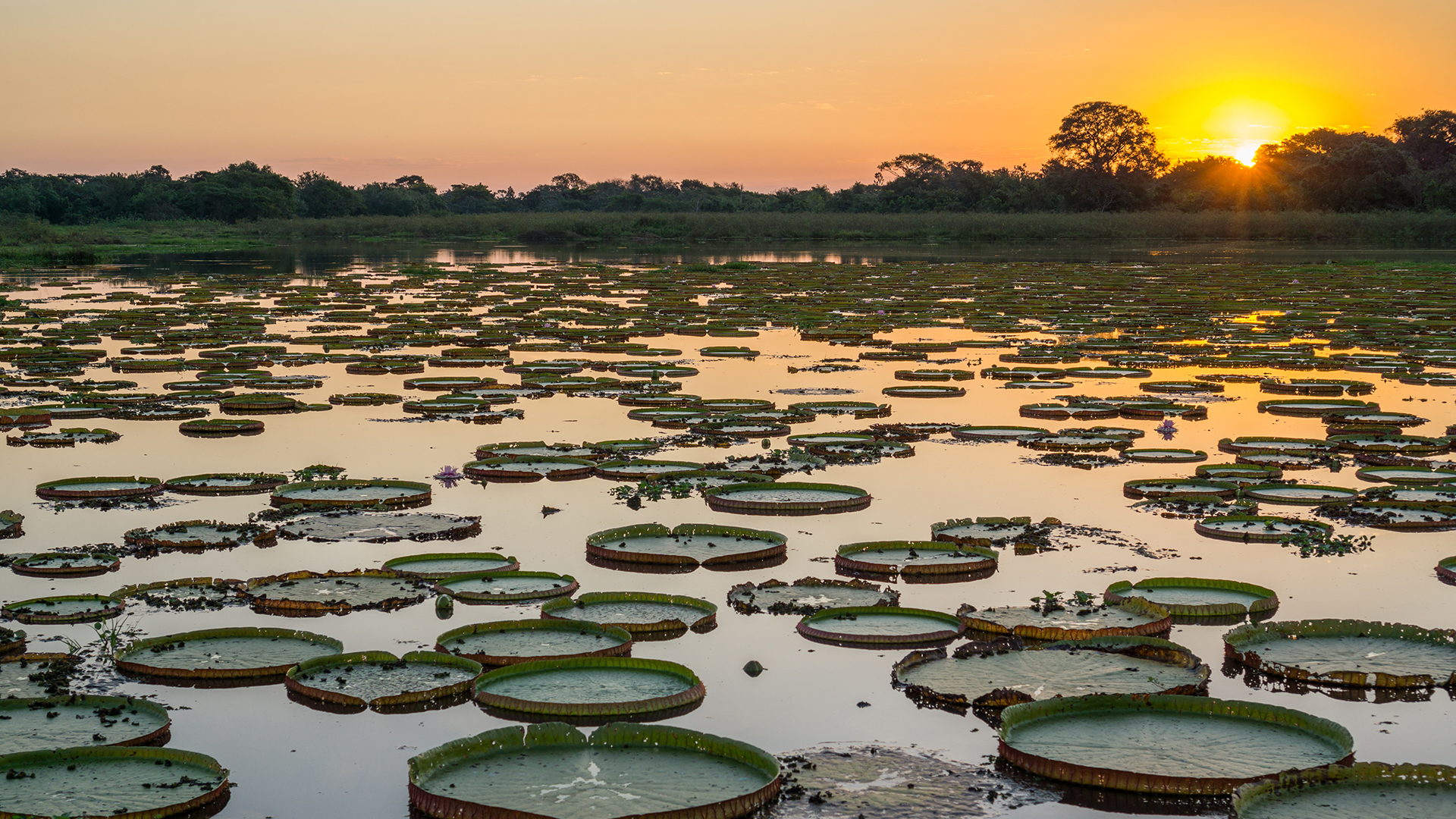 Brazil's Pantanal Is