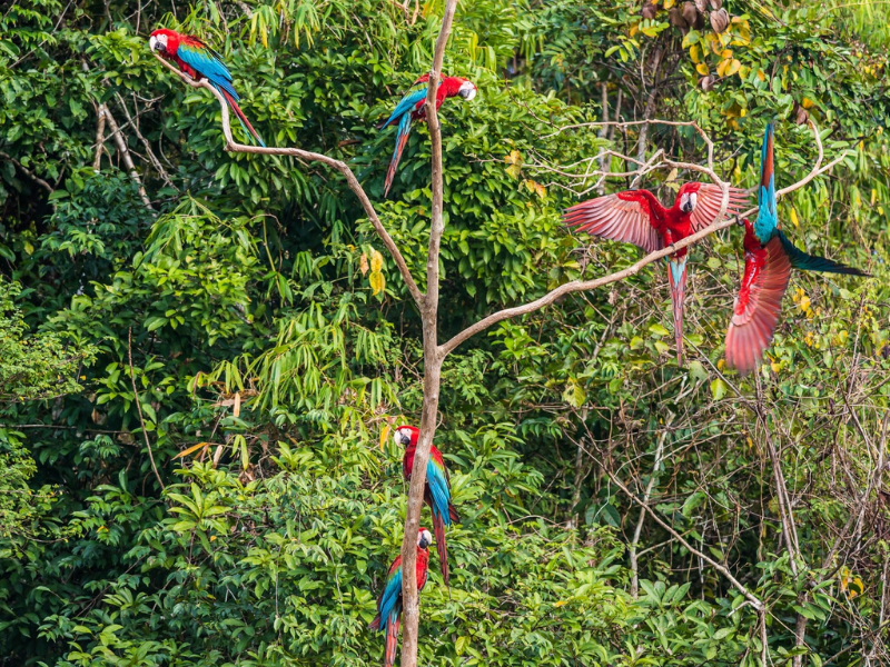 Peruvian Amazon - OROKO Travel