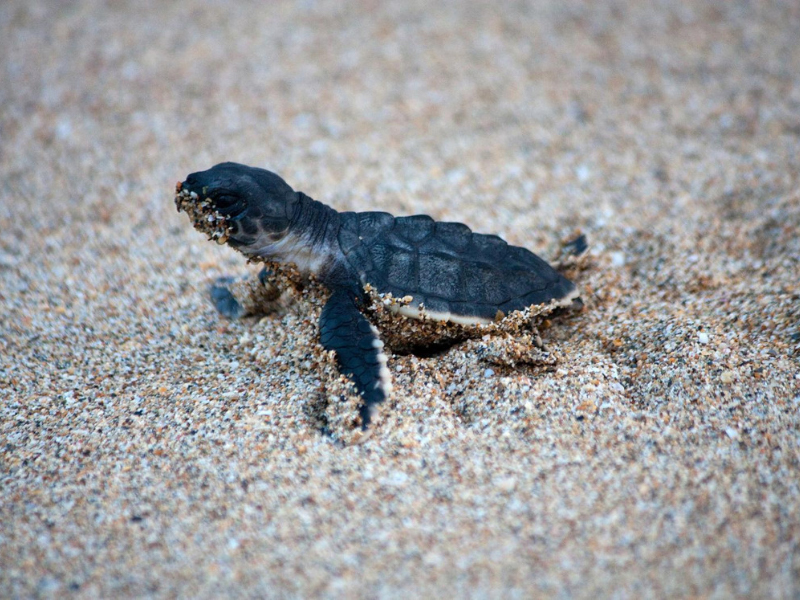 Turtles Arabian Peninsula Oman - OROKO Travel