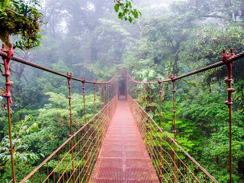 Visit the Rainforests of Costa Rica - OROKO Travel